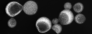 Biomolecular/Genetic Engineering