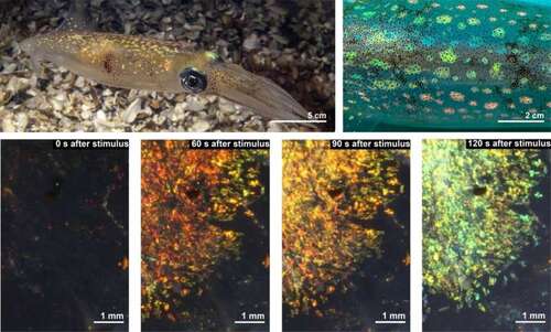 Material made by the researchers changes color above like squid skin. Material made by the researchers changes color above like squid skin.