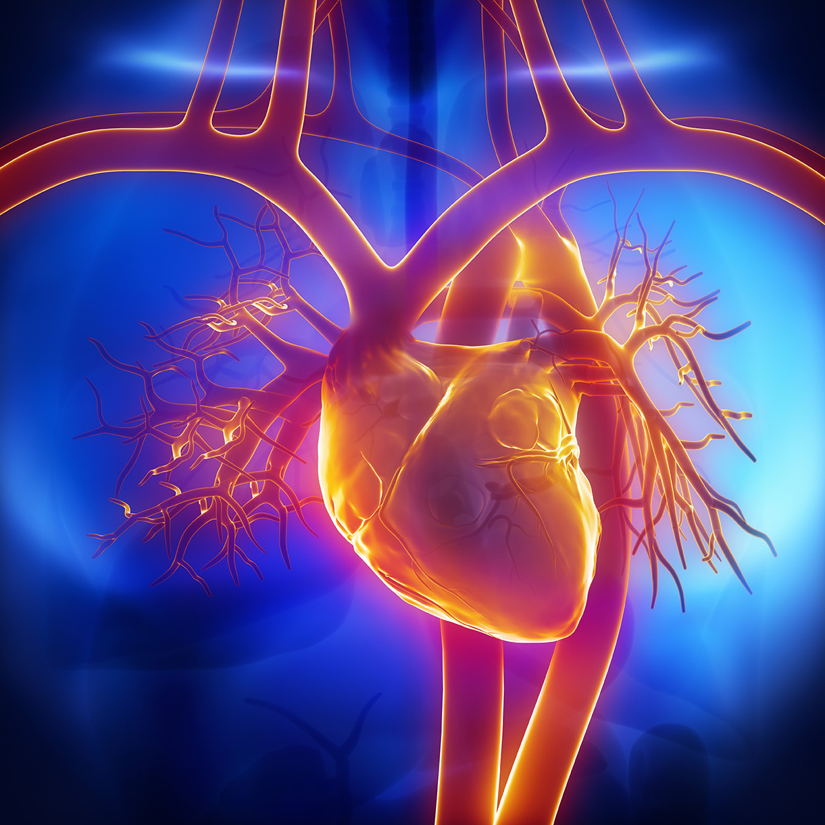 Cardiovascular
