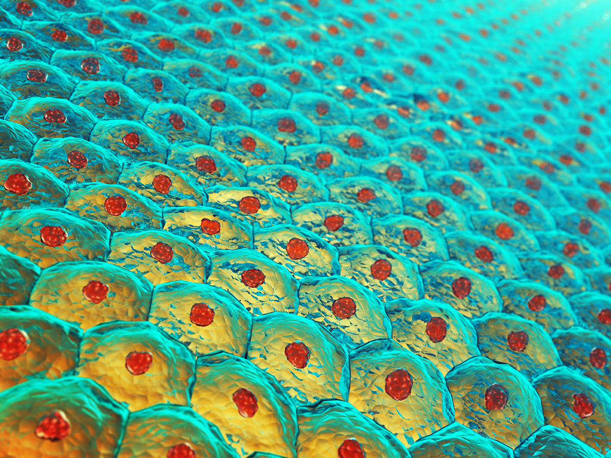 Tissue Engineering