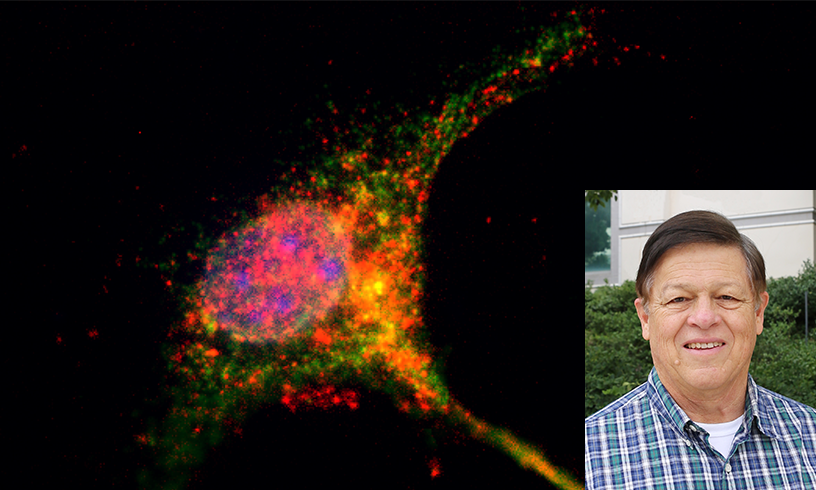 A laboratory slide depicts tissue taken from a middle-aged mouse showing red stained deposits of beta-amyloid aggregates, whch may be pathologic, inside a neuron (green). Brewer is pictured at lower right.