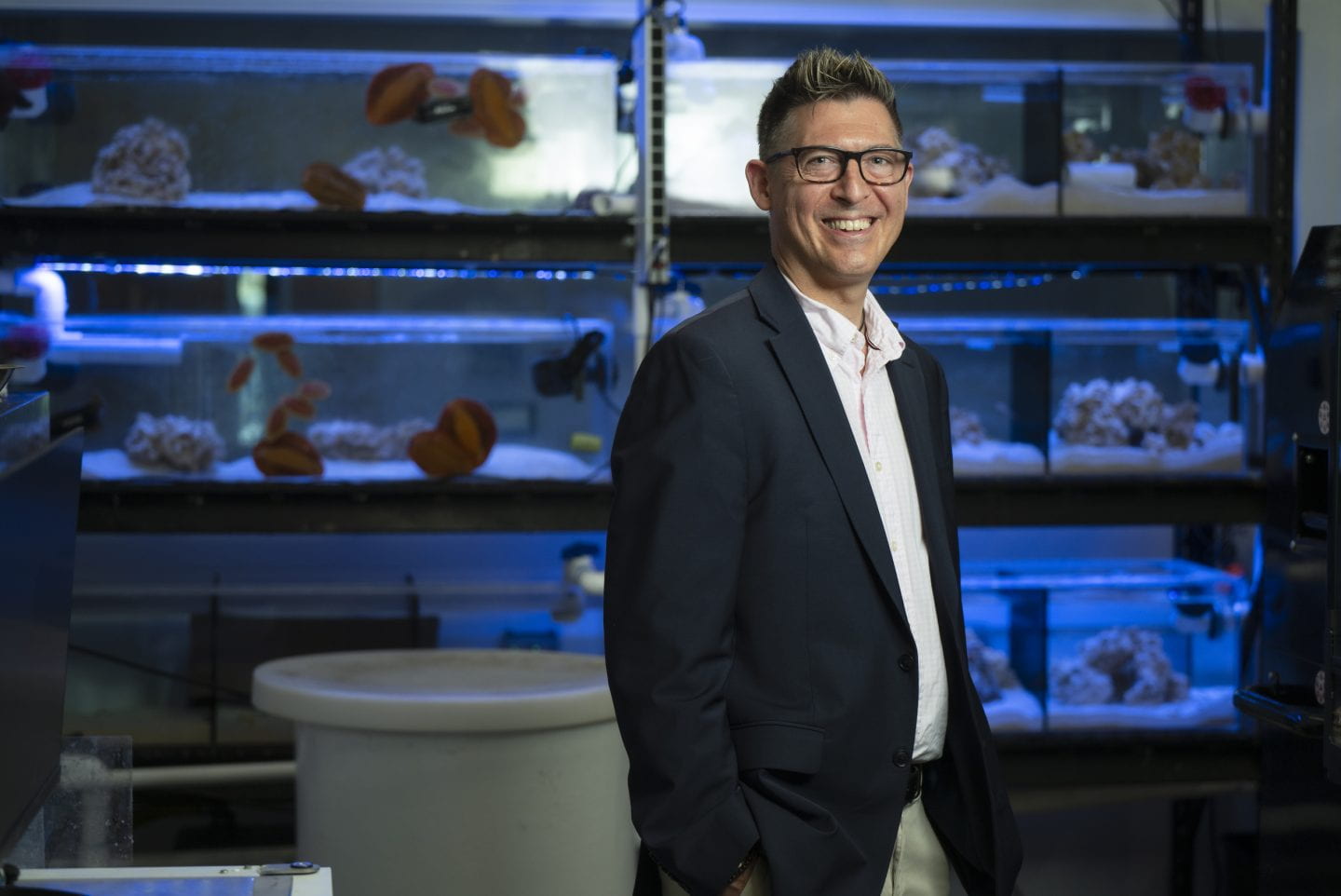 “Chiton teeth … are not only harder and stiffer than human tooth enamel, but also harder than high-carbon steels, stainless steel, and even zirconium oxide and aluminum oxide – advanced engineered ceramics made at high temperatures,” says the study’s co-author, David Kisailus, UC Irvine professor of materials science and engineering, shown here in his laboratory with aquarium tanks inhabited by the marine mollusks. Steve Zylius / UC Irvine