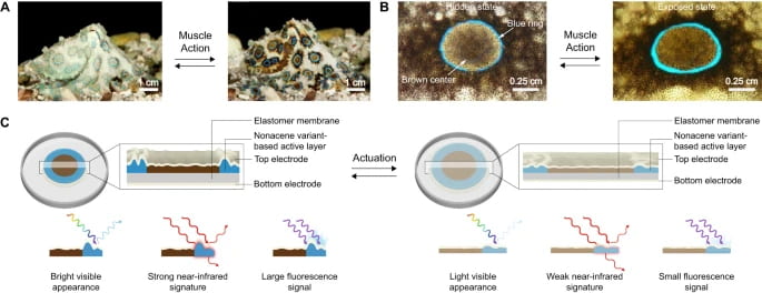 Octopus-inspired deception and signaling systems from an exceptionally stable acene variant is the subject of a paper by UC Irvine researchers published in Nature Communications.