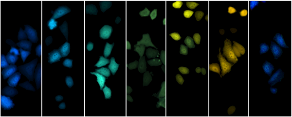 UCI researchers have developed a new imaging technology using bioluminescent probes (pictured) that will allow scientists to simultaneously track and manipulate multiple kinds of cells and molecules over prolonged periods, helping them better understand the immune system and how it dovetails with metabolism.