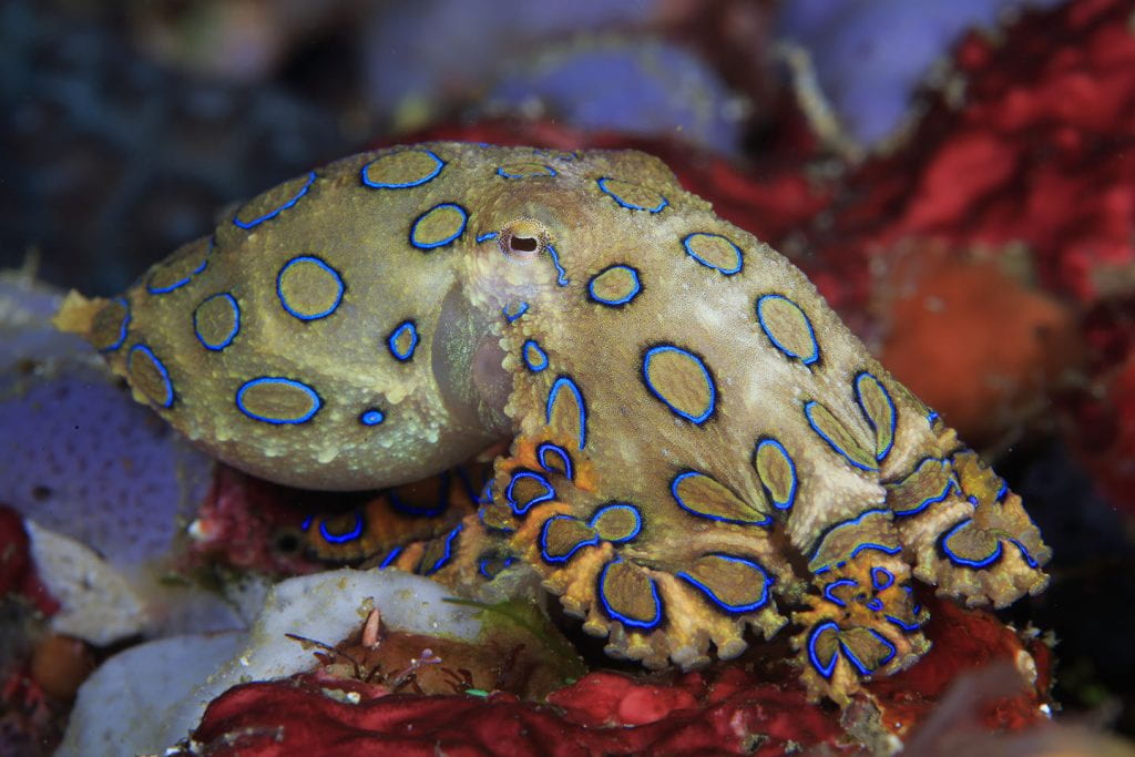 The greater blue-ringed octopus, native to waters in the Western Pacific Ocean and Indian Ocean, can ward off predators with an iridescent flash of the circular shapes on its skin. A research team led by Alon Gorodetsky, UCI professor of chemical and biomolecular engineering, drew inspiration from this amazing creature to develop a signaling and deception technology platform with a multitude of uses. Thierry Eidenweil / Getty Images