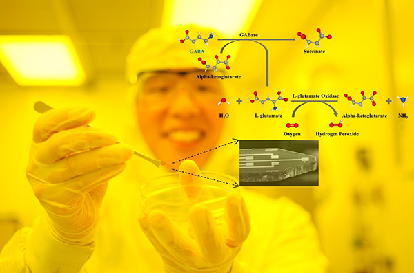 The tiny device with five microelectrodes was fabricated in UCI’s Integrated Nanosystems Research Facility.