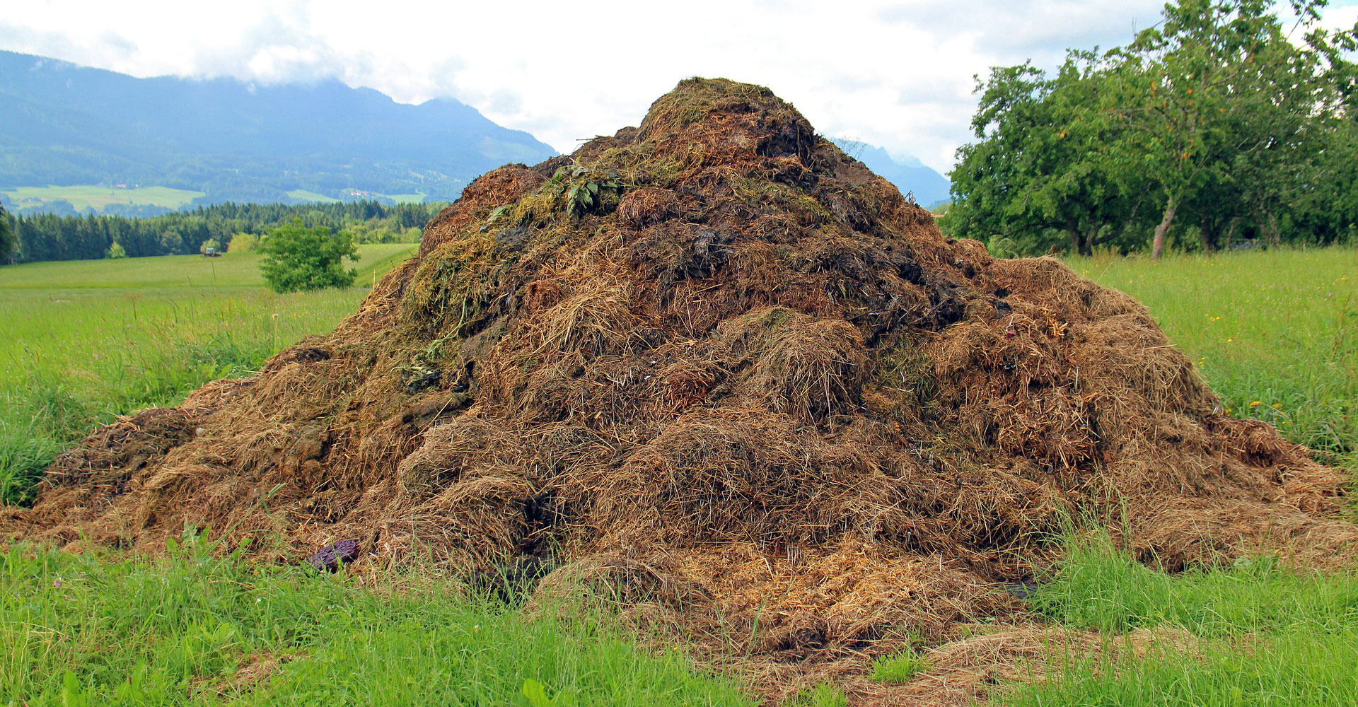 Compost pile