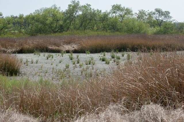 A dried-up pond at the San Joaquin Marsh Reserve near UC Irvine shows the effects of California’s ongoing drought. Photo by Chris Nugent.