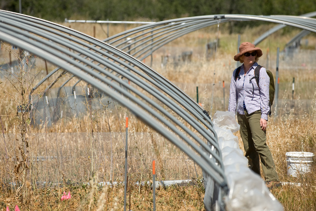 Project scientist Sarah Kimball gathers samples from an experimental plot, one of several in which UCI researchers subject local vegetation to water deprivation in order to study the results. Steve Zylius / UC IrvineProject scientist Sarah Kimball gathers samples from an experimental plot, one of several in which UCI researchers subject local vegetation to water deprivation in order to study the results. Steve Zylius / UC Irvine