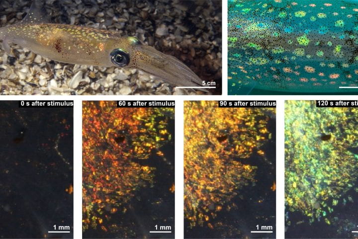 Digital camera images of the entire body (top left) and dorsal mantle (top right) of a squid show the splotches’ blue, green, yellow, orange and red iridescent (angle-dependent) colors. An individual splotch (bottom, from left) transitions from transparent to red to orange to green at 0, 60, 90 and 120 seconds, respectively, when subjected to chemical and neurophysiological stimuli. Gorodetsky lab / UC Irvine