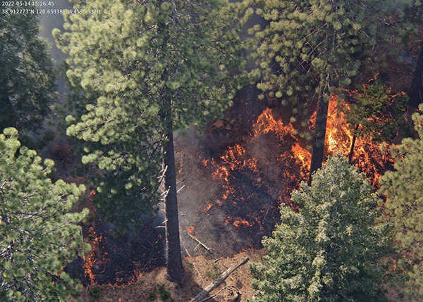 Photo taken by Tirtha Banerjee’s lab of prescribed burns at the Blodgett Forest Research Station in California