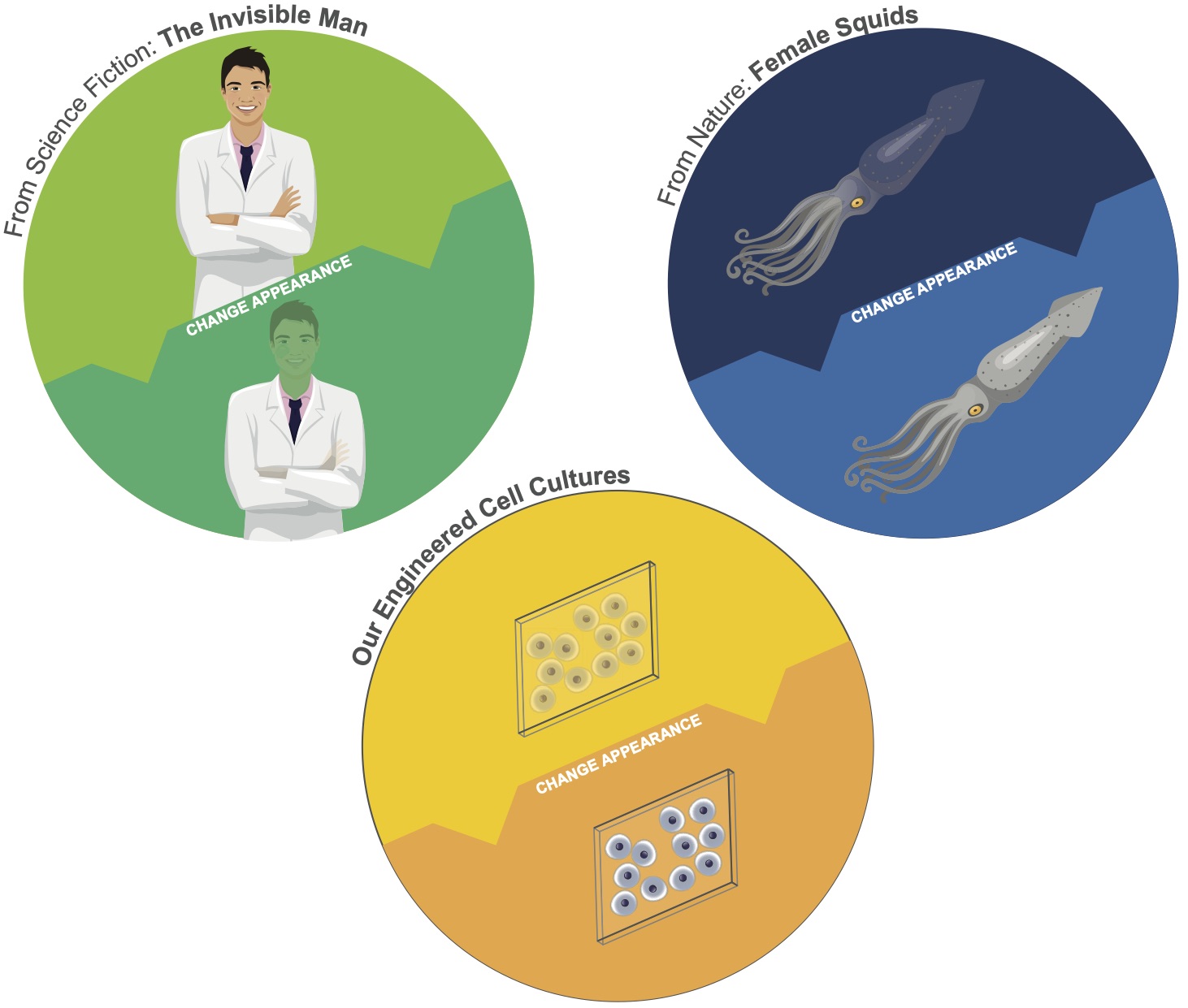 Engineered Cell Cultures