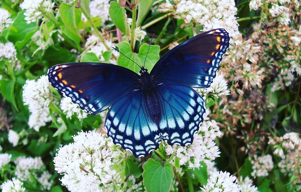 Limenitis arthemis astyanax