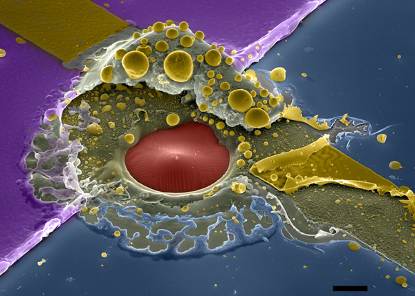 Chemistry graduate student Alex Abelson won first place in the Science as Art contest with his research image titled “Micro Splat.”