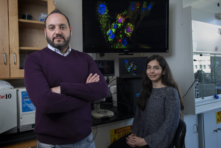 Dr. Arash Kheradvar (left), a UCI professor of biomedical engineering and medicine, says that his student Paria Ali Pour, a Ph.D. candidate in biomedical engineering, “was able to show in a definitive way, for the first time, that it is possible to control cell bioenergetics by changing the content of the mitochondria.” Steve Zylius / UCI