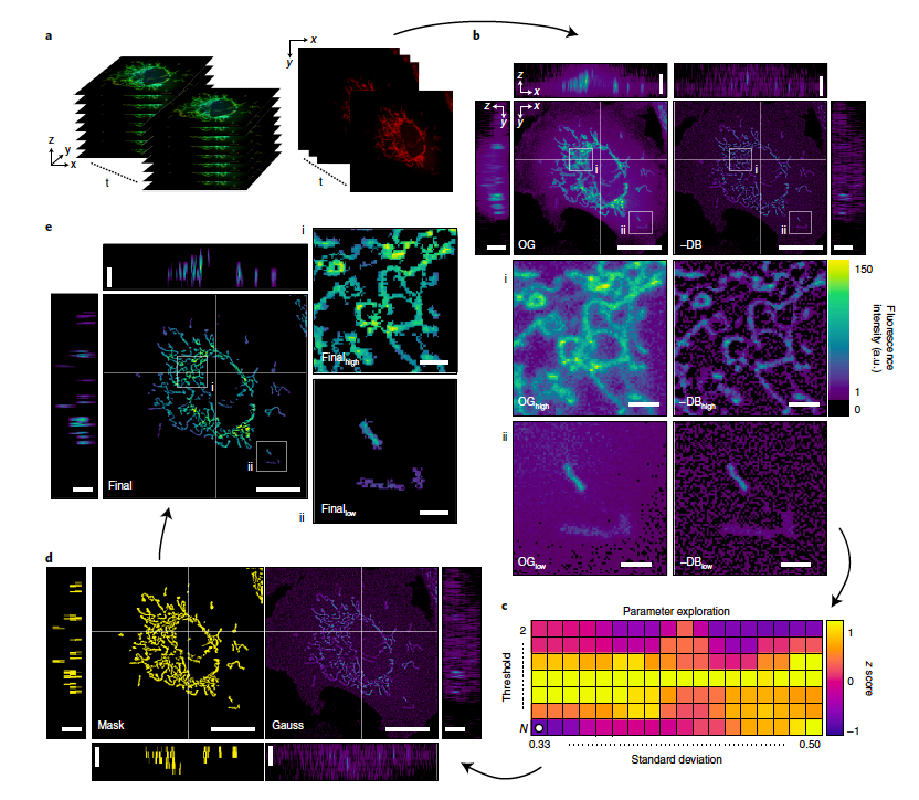 In one application using Mitometer, Lefebvre showed that mitochondria of triple-negative breast cancer cells are faster, more directional and more elongated than those in their receptor-positive counterparts.  