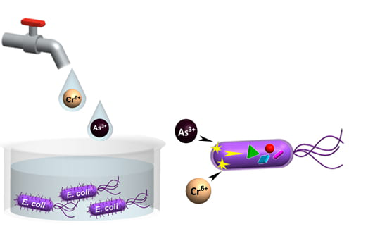 Contaminated water is a major source of toxic heavy metal exposure for animals and people. The metabolic stress response of E. coli is used to detect the presence of toxic metals in tap water and wastewater. Difficult to detect heavy metal ions are thereby converted to more easily detectable chemical signals. Regina Ragan / UCI