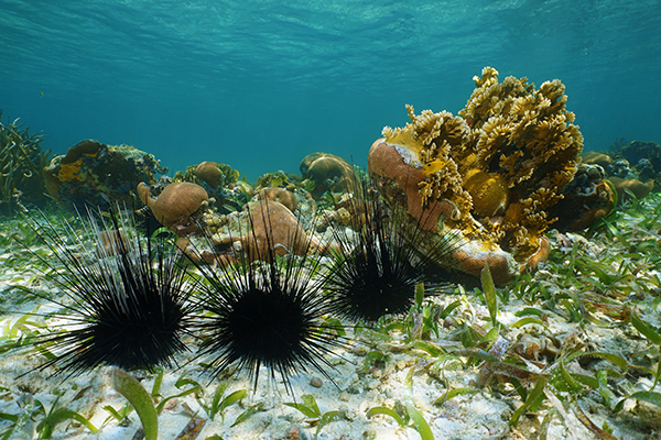 Sea urchin reproduction is less about love and more about chemical attraction. Sea urchin sperm have a superb sense of direction. 