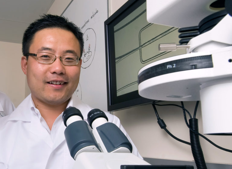 “This technology is particularly exciting because it dismantles major challenges in cancer treatments,” Weian Zhao says. Steve Zylius / UCI