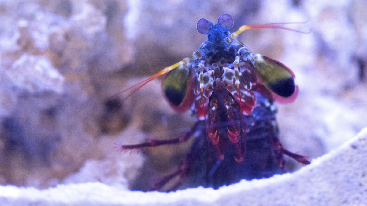 Image of mantis shrimp in water.